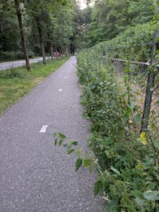 Brandnetels dicht langs het smalle fietspad OAB